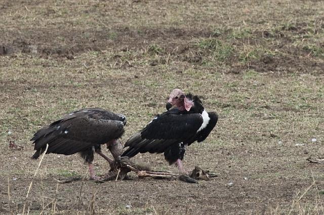 028 Bandavgarh Nationaal Park, Indische Oorgier.jpg